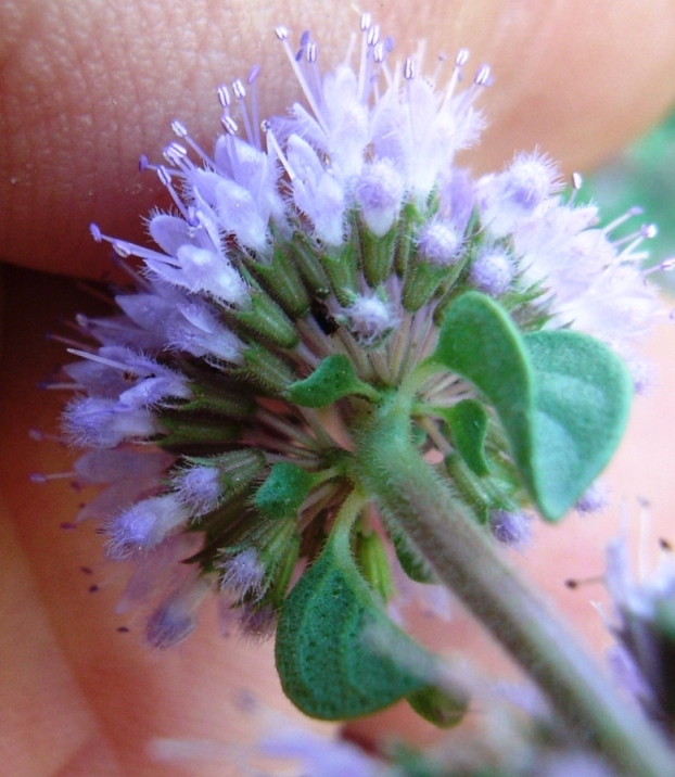 Mentha pulegium